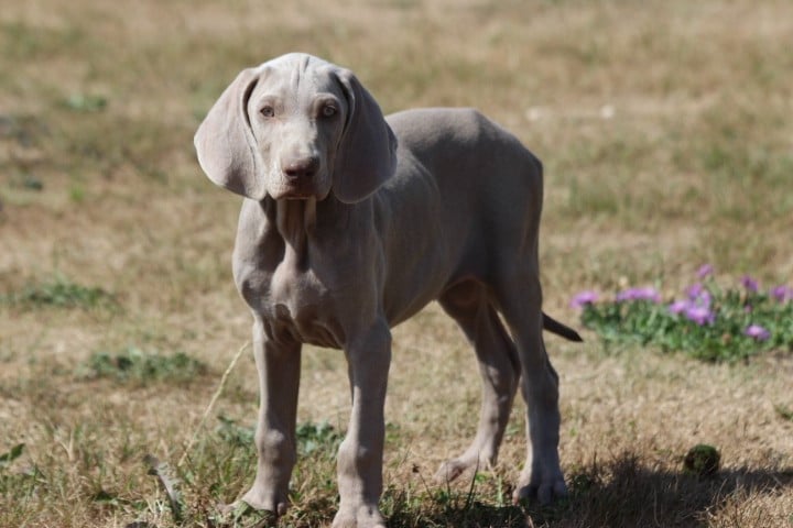 MALE 2