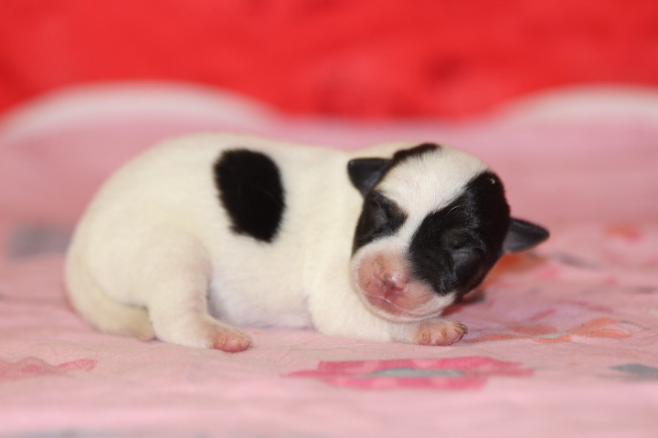 Jack Russell Terrier - des Diamants Verts