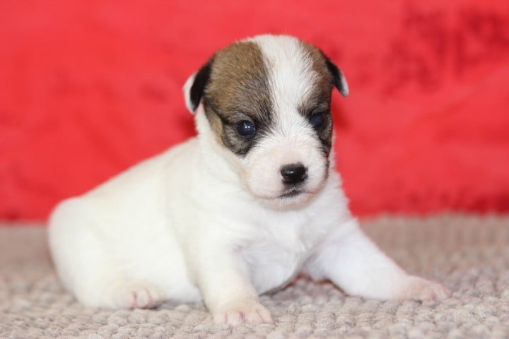 Jack Russell Terrier - des Diamants Verts