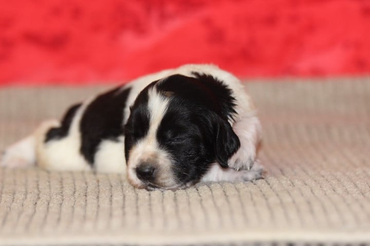 MALE 3