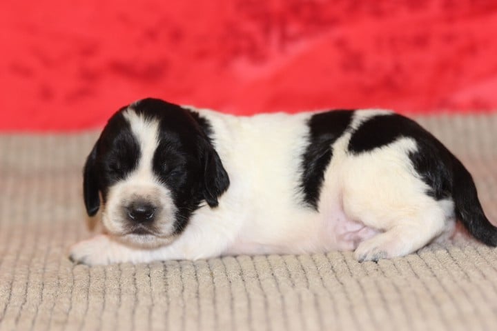 MALE 3