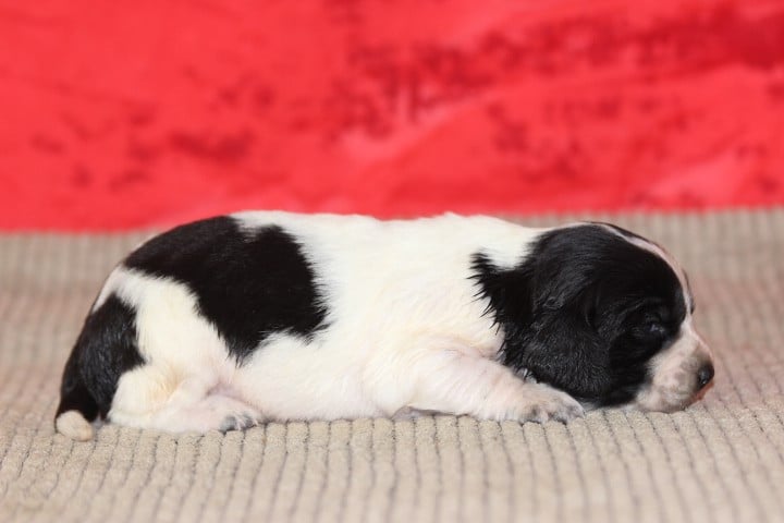 MALE 3