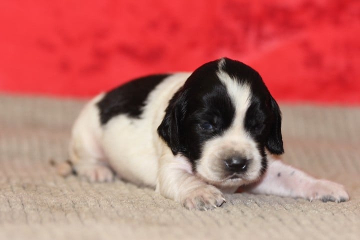 MALE 3