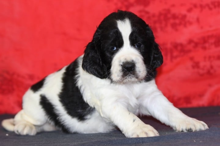 English Springer Spaniel - des Diamants Verts