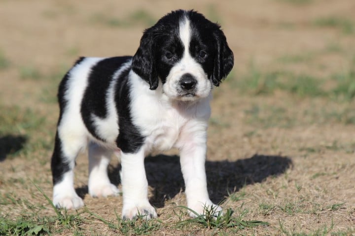 English Springer Spaniel - des Diamants Verts