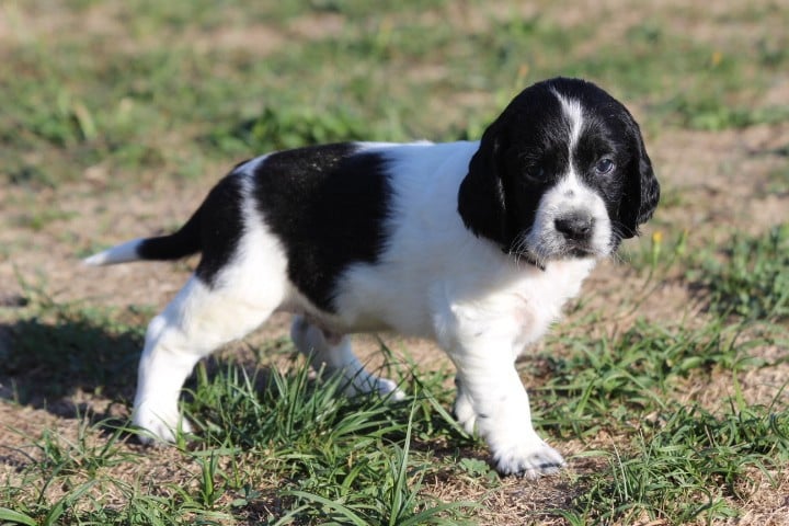 MALE 3