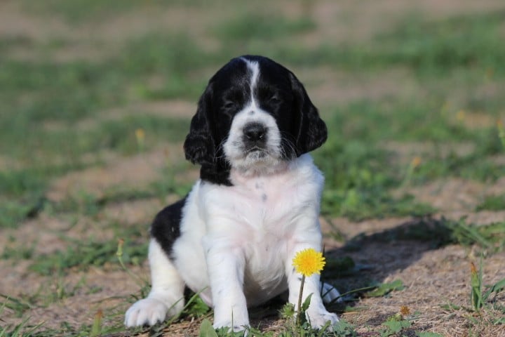 MALE 3