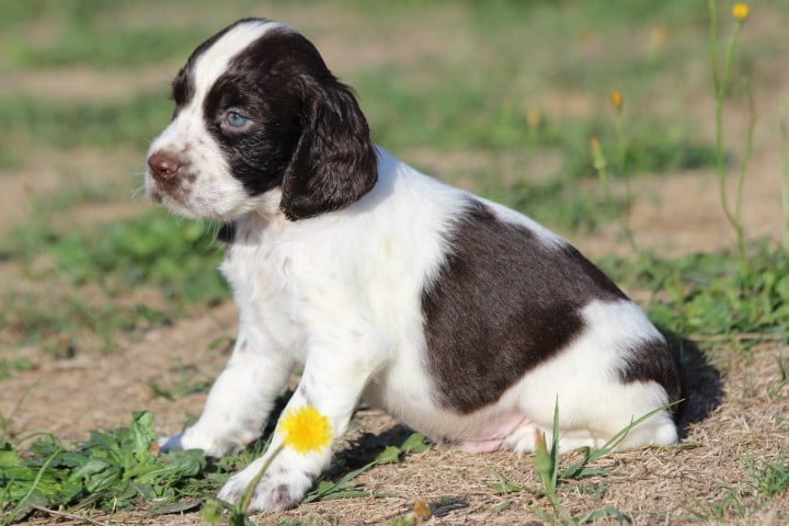 MALE 4