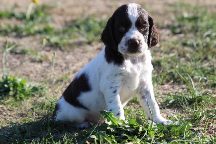 MALE 4
