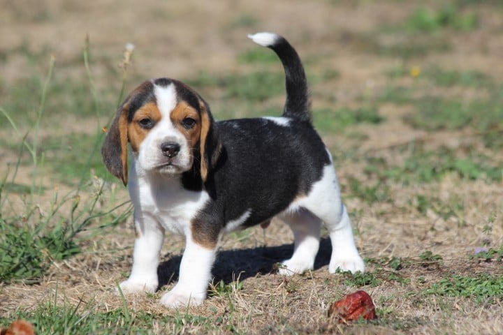 Beagle - des Diamants Verts
