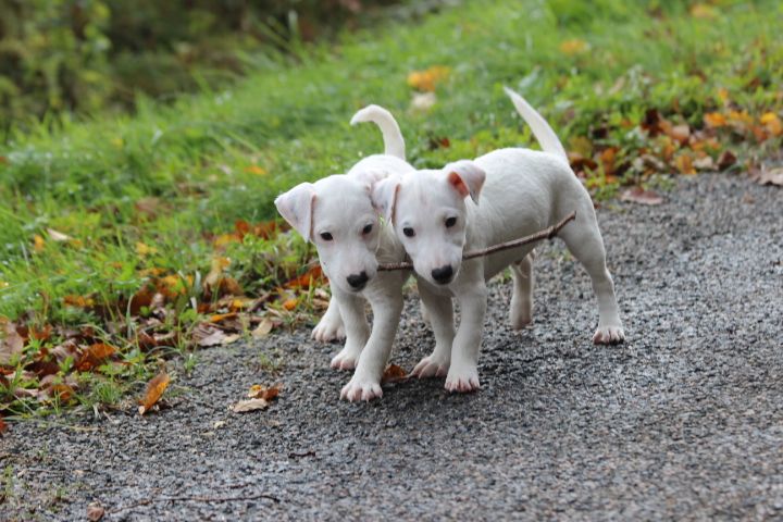 Jack Russell Terrier - des Diamants Verts