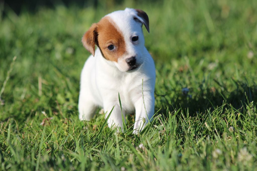 Chiot Jack Russell Terrier, FEMELLE 2, femelle disponible