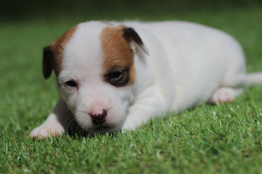Chiot Elevage Des Diamants Verts Eleveur De Chiens Jack Russell Terrier