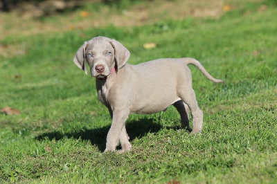 Les chiots de Braque de Weimar