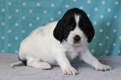 Les chiots de English Springer Spaniel