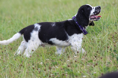 Les chiots de English Springer Spaniel