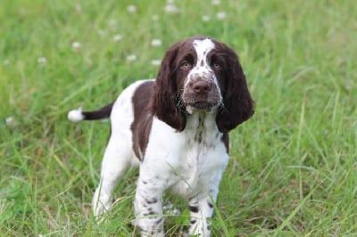 Les chiots de English Springer Spaniel
