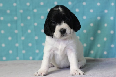 Les chiots de English Springer Spaniel