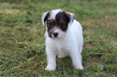 Les chiots de Jack Russell Terrier
