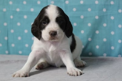 Les chiots de English Springer Spaniel