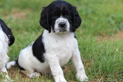 Les chiots de English Springer Spaniel