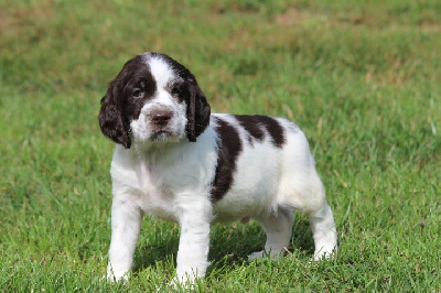 Les chiots de English Springer Spaniel