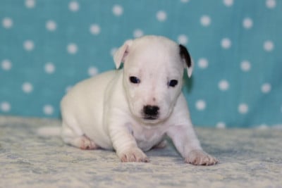 Les chiots de Jack Russell Terrier