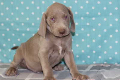 Les chiots de Braque de Weimar