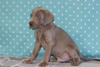 Les chiots de Braque de Weimar