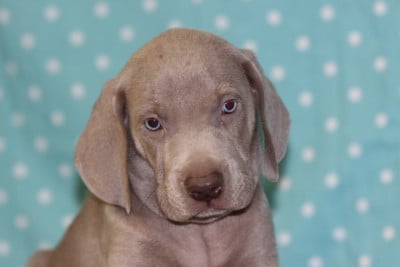 Les chiots de Braque de Weimar