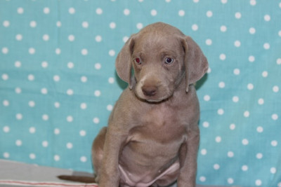 Les chiots de Braque de Weimar