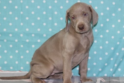 Les chiots de Braque de Weimar