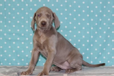 Les chiots de Braque de Weimar