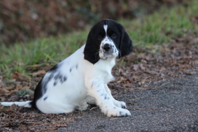 Les chiots de English Springer Spaniel