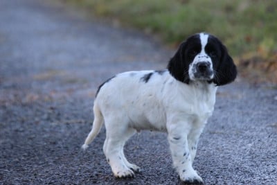 Les chiots de English Springer Spaniel