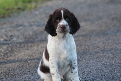 Les chiots de English Springer Spaniel