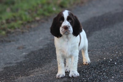 Les chiots de English Springer Spaniel