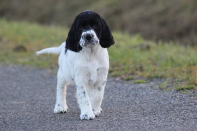 Les chiots de English Springer Spaniel
