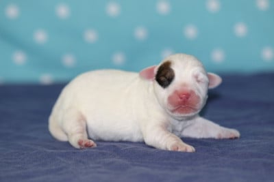 Les chiots de Jack Russell Terrier
