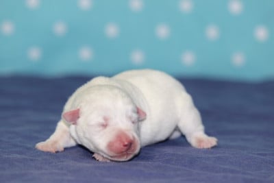 Les chiots de Jack Russell Terrier