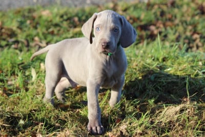 Les chiots de Braque de Weimar