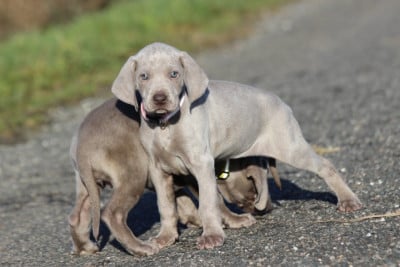 Les chiots de Braque de Weimar