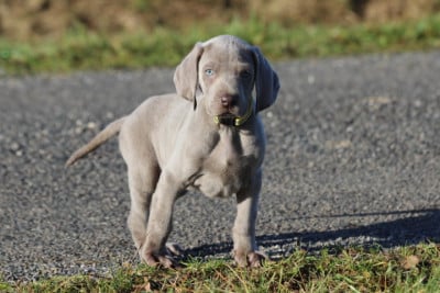 Les chiots de Braque de Weimar