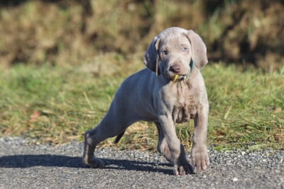 Les chiots de Braque de Weimar