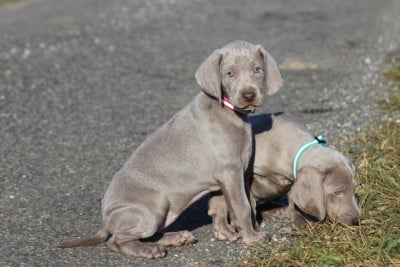 Les chiots de Braque de Weimar