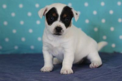 Les chiots de Jack Russell Terrier