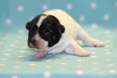 Les chiots de Jack Russell Terrier
