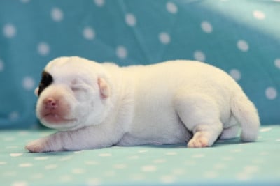 Les chiots de Jack Russell Terrier