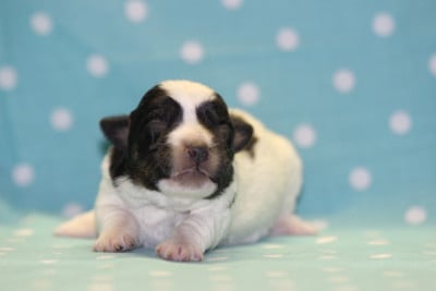 Les chiots de Jack Russell Terrier