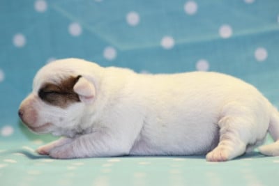 Les chiots de Jack Russell Terrier